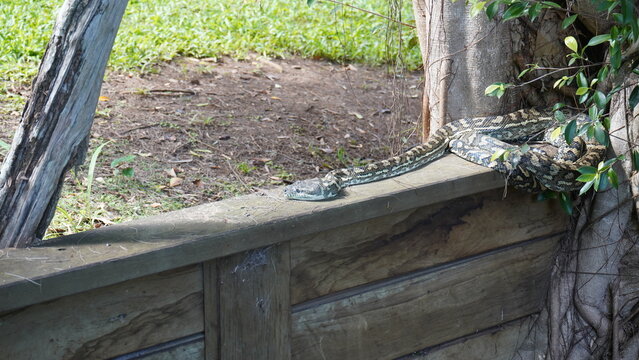 Snake relaxing in the Sunday afternoon sun