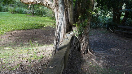 Snake relaxing in the Sunday afternoon sun