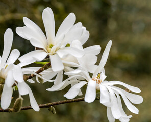  White magnolia star flowers