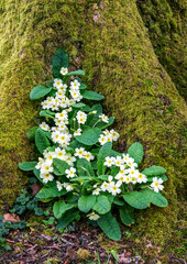 A beautiful clump of wild primroses growing between the roots of a tree in a woodland setting