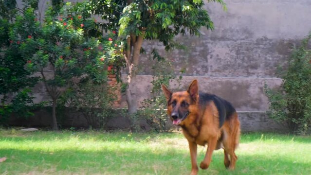 german shepherd. german shepherd dog on grass slow motion, Domestic Dog, German Shepherd Dog, Adult running on Grass, Slow motion