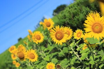 Obraz premium 夏空の下咲き誇るひまわり達