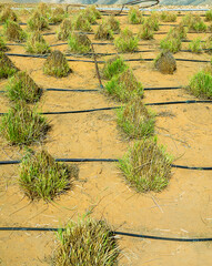 Drip irrigation water pipes (drip system) in the desert, green plants. Arabian Peninsula