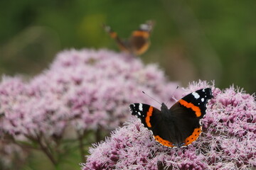 Two red admirals resting on pink flowers