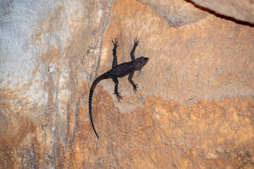 Gecko on wall