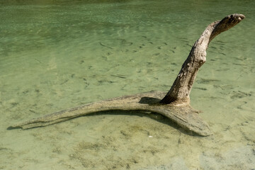 Old dead wood, drift wood in a crystal clear mountain river, european alps, spring