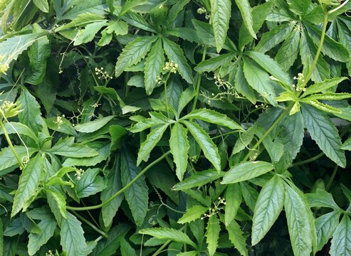 Green leaves and first flowers of  achocha Cyclanthera pedata. Tasty vegetable flavored between peppers and cucumber native to Mexico...