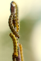 Caterpillars of weave moth yponomeuta evonymella. Macro photography caterpillar, soft focus.