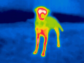 Hunting dog.Image from thermal imager device.