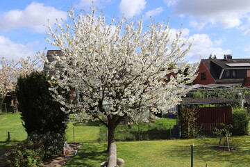 Bl&uuml;hender Kirschbaum