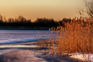 North-eastern European river after frosty winter. Ice began to melt, ice is saturated with meltwater. Morning sun colors ice surface, sunny path. Panicles of reed glow in rays of sun