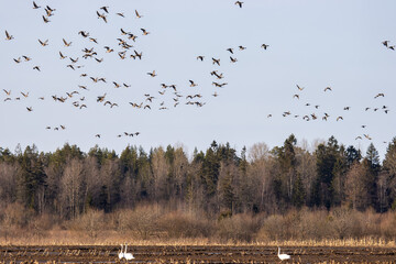An example of mixed wintering of aquatic birds (Bean goose (Anser fabalis) and whooper swan (Cygnus...