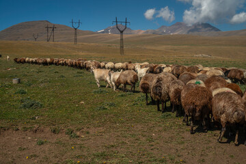 Flock of sheep grazing in the mountains. The concept of rural life.