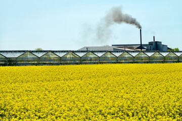 Yellow fields of rapeseed colza (Brassica napus var. oleifera), canola flowers on southern plains,...