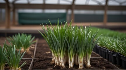 Green Onions Scallions crops in greenhouse .Generative AI