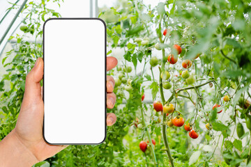 Blank screen of smart phone in woman's hand in front of plants of tomatoes in greenhouse.
