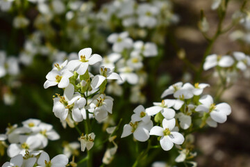 Small white spring flowers. Selective focus.
