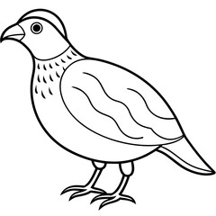 common quail line art, drawing coloring book pages for children and adults
