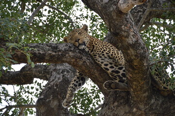 leopard resting on tree