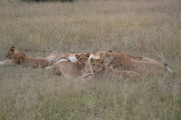 lion cubs playing in the savannah