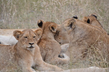 lioness and cubs