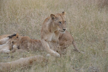 lion and lioness