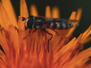 Bee on yellow flower macro photo nature dandelion insect