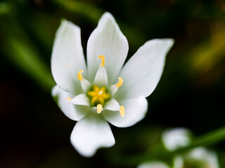 White flower macro photo nature plant botanica