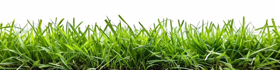 Fototapeta premium smooth green lawn grass. freshly cut tarwa. on a white background. generative ai