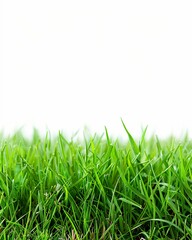 Fototapeta premium smooth green lawn grass. freshly cut tarwa. on a white background. generative ai