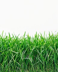 smooth green lawn grass. freshly cut tarwa. on a white background. generative ai