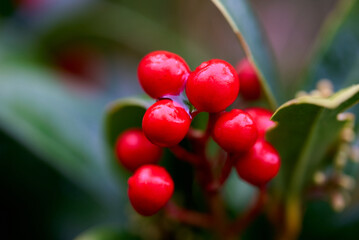 Wild berries red forest macro photo 