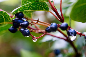 Wild purple berries forest berries bushes macro photo