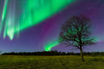 northern lights. tree stands on a green field under the sky with northern lights, nature concept