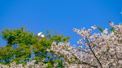 桜の上を飛ぶ白鷺