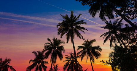 Fototapeta na wymiar Banner Summer with colorful theme as palm trees background as texture frame background