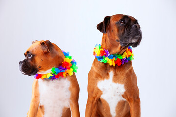 Two boxer dogs with hawaii neckless