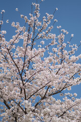 青空と桜