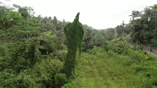 The perishing palm tree is wrapped in creeper, resembling forest demon in silhouette. camera flies closer to strange natural creature, near rural road somewhere in central part of island of Bali.