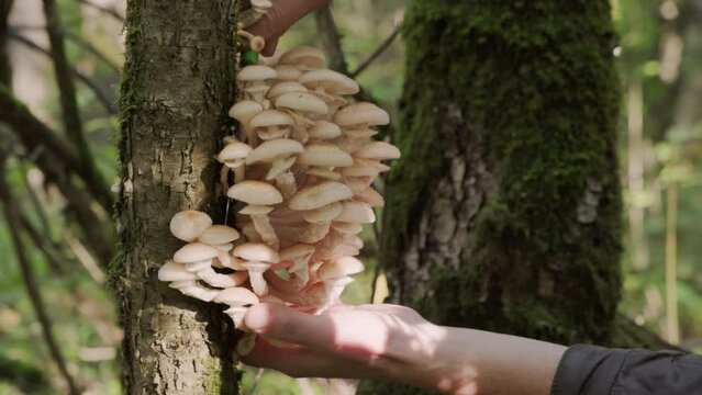 Mushroom picker collects harvest of autumn honey mushrooms in forest. Hand cuts off lot of honey agaric growing on tree trunk with knife close up.