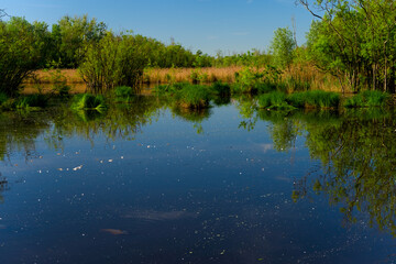 Fototapeta premium Punta Alberete nature reserve (Ravenna)