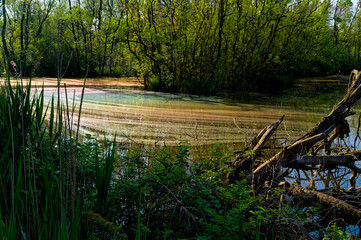 Punta Alberete nature reserve (Ravenna)