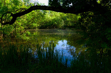 Punta Alberete nature reserve (Ravenna)