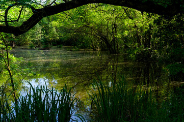 Punta Alberete nature reserve (Ravenna)