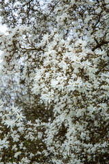 Close up of blooming white magnolia tree in spring in April in Latvia