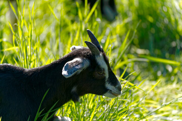 Close-up of head of black goat on meadow at Swiss City of Zürich on a sunny spring morning. Photo taken April 14th, 2024, Zurich, Switzerland.