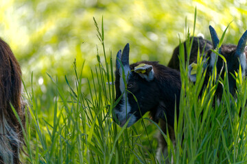 Close-up of head of black goat on meadow at Swiss City of Zürich on a sunny spring morning. Photo taken April 14th, 2024, Zurich, Switzerland.
