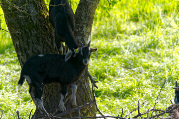 Black young goats climbing on meadow at Swiss City of Zürich on a sunny spring morning. Photo taken April 14th, 2024, Zurich, Switzerland.