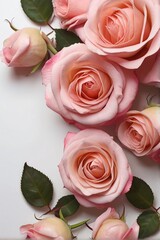 decorative web banner featuring a close-up of blooming pink roses and petals on a white table. top view of a floral frame composition with empty space.
