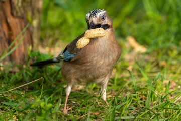 Eichelhäher mit mit einer Erdnuss im Schnabel am Boden